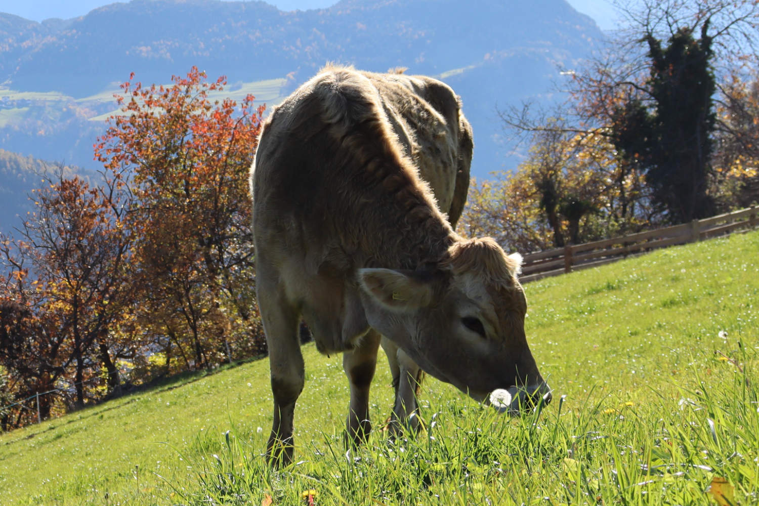 Kuh auf der Weide